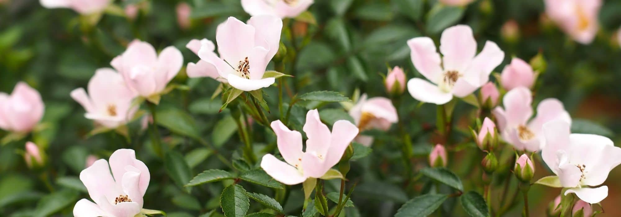 8 small-flowered roses to have in your garden