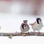 What to do in the garden in January?