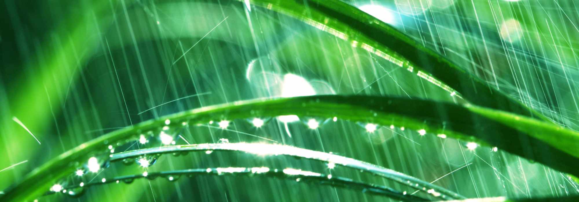 Gardening in the Rain