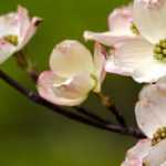 Diseases and pests of Cornus or dogwoods