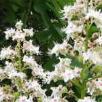 Diseases and Pests of the Horse Chestnut