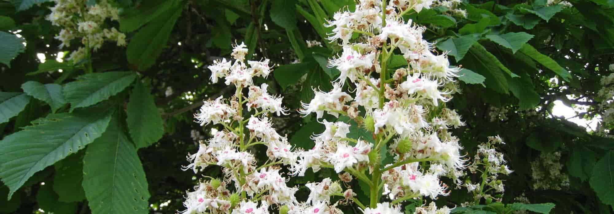 Diseases and Pests of the Horse Chestnut