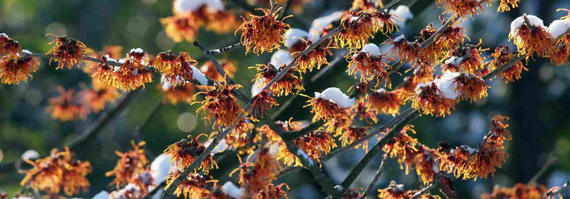 3 ideas for beautiful winter flower beds