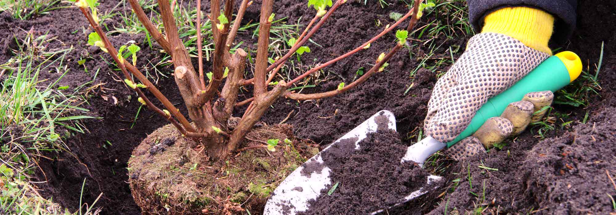 What to plant in spring?