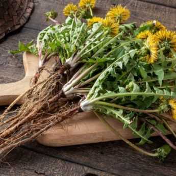 How to make dandelion manure tea?