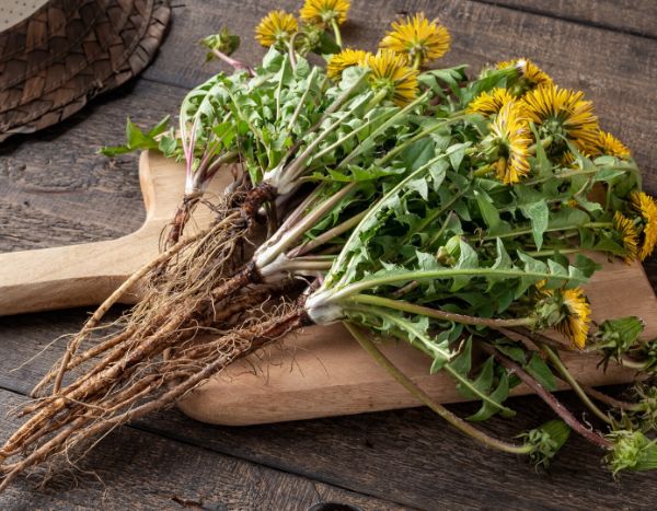How to make dandelion manure tea?