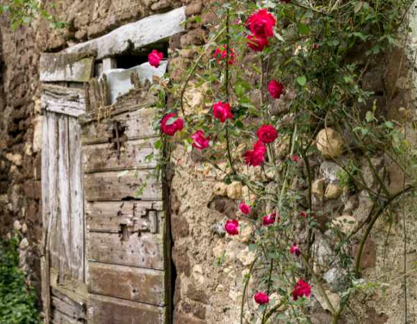 How to rejuvenate an old climbing rose?