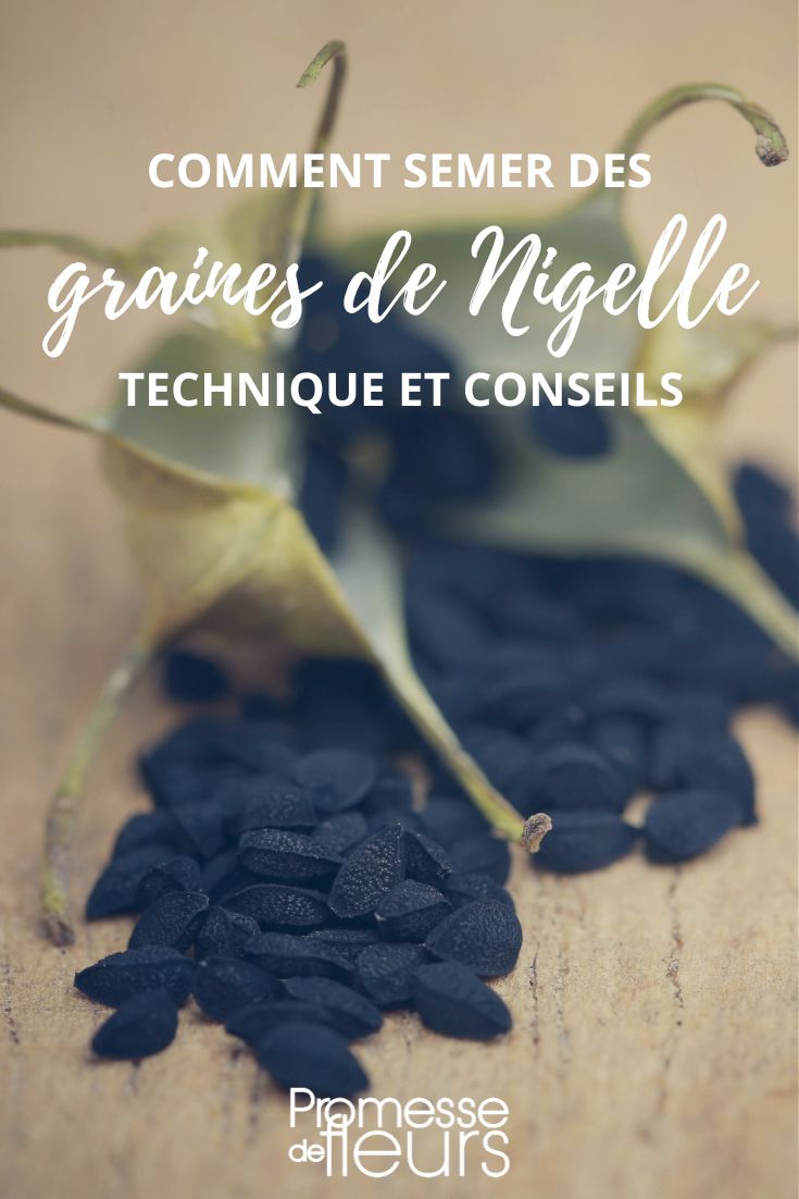Sow nigella seeds.