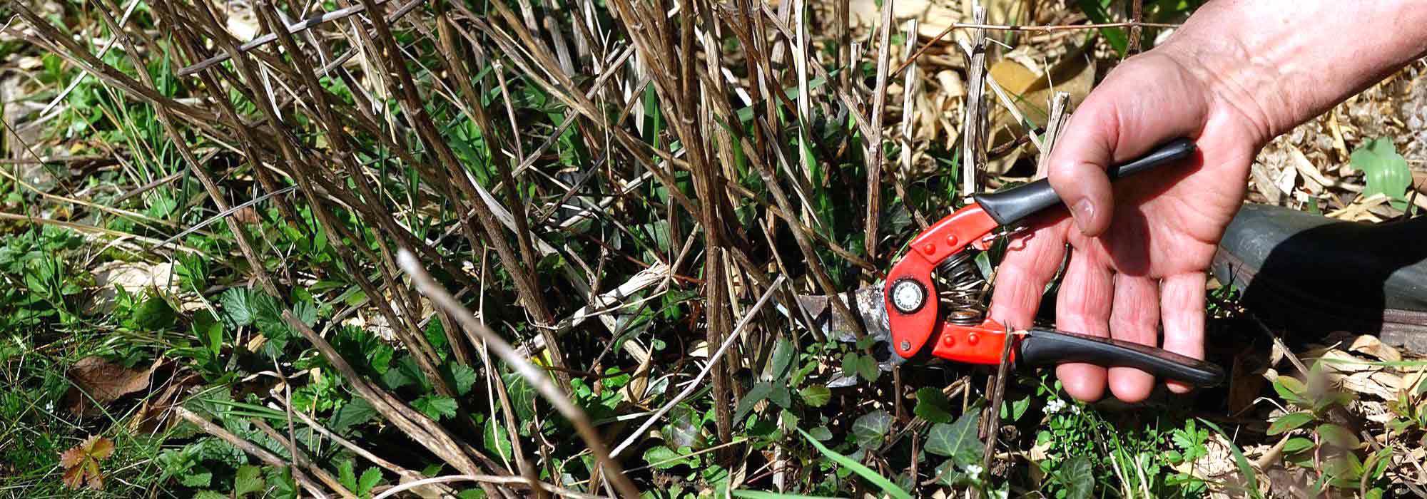 What to prune in spring?