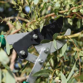 How to prune a Eucalyptus?