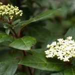 How to propagate Viburnum tinus?