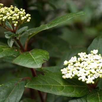 How to take cuttings from Viburnum tinus?