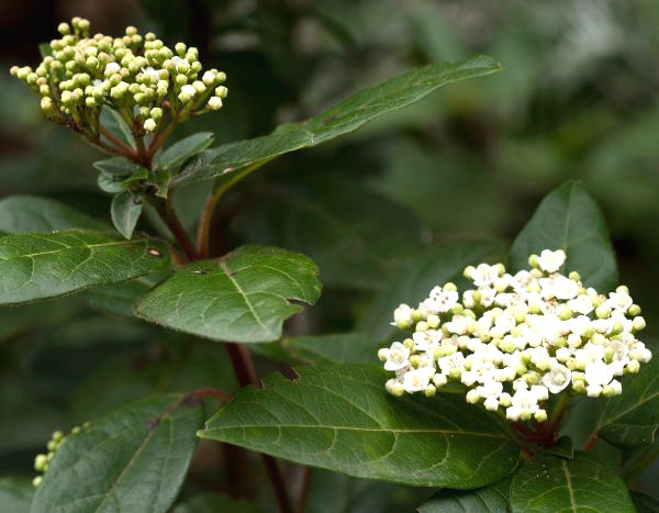 How to take cuttings from Viburnum tinus?