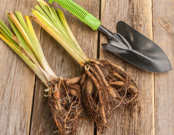 How to repot bare-root perennials?