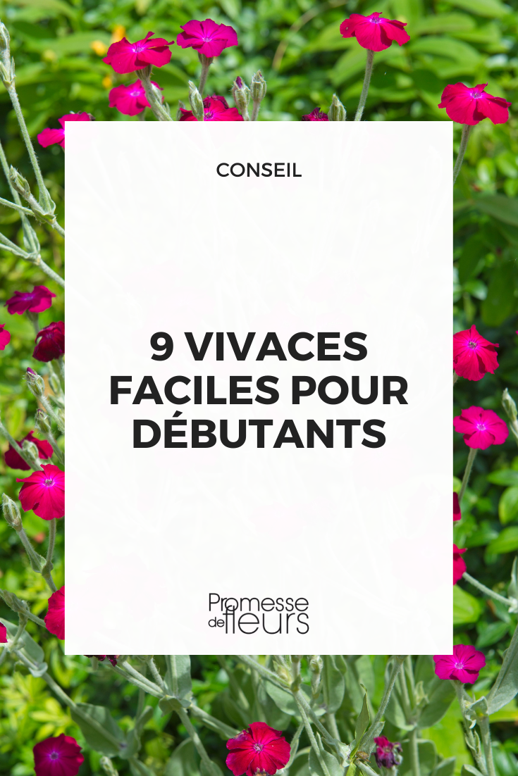 9 Easy Perennials for Beginners Perennial Plants Easy to Grow: Lychnis coronaria