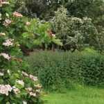 9 shrubs for a bocage hedge