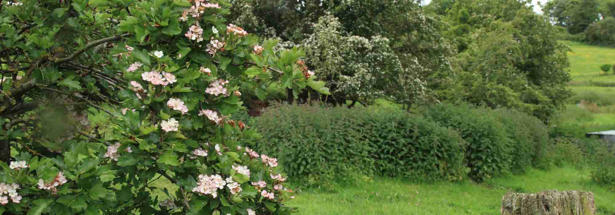 9 shrubs for a bocage hedge