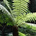 Watering a tree fern properly