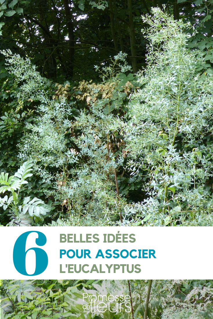 [plant id="1234" common_name="Eucalyptus" latin_name="Eucalyptus globulus"]

Eucalyptus is a versatile and attractive tree that can bring a touch of exoticism to your garden. Its evergreen foliage and aromatic scent make it a popular choice for gardeners looking to add a Mediterranean or Australian flair to their outdoor space.

When planting Eucalyptus, make sure to choose a sunny location with well-draining soil. Regular watering is essential, especially during the tree's establishment period. Pruning can help maintain a desired shape and promote healthy growth.

Whether you're looking to create a focal point in your garden or simply enjoy the benefits of its fragrant leaves, Eucalyptus is a fantastic addition to any garden landscape.