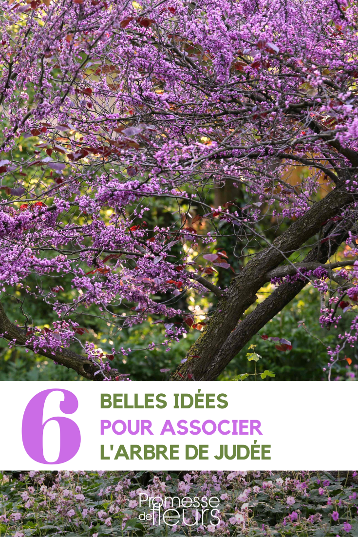 Associate the Judas tree association in the garden cercis judas tree