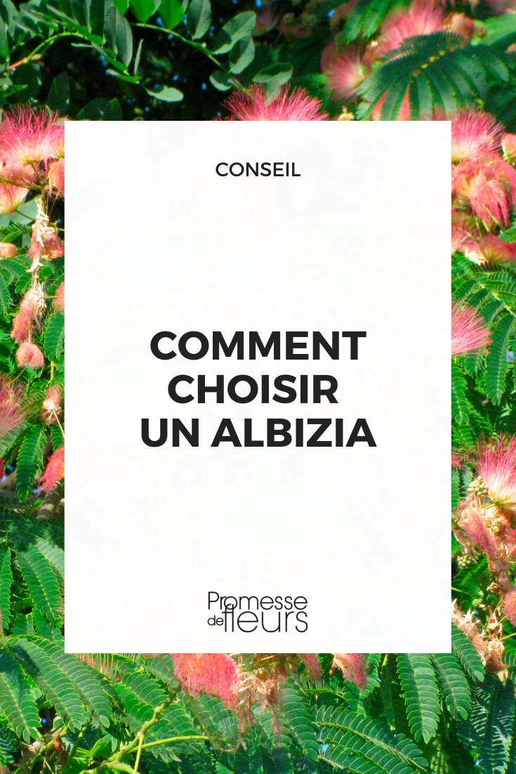 How to choose an Albizia Select a Silk Tree Albizia