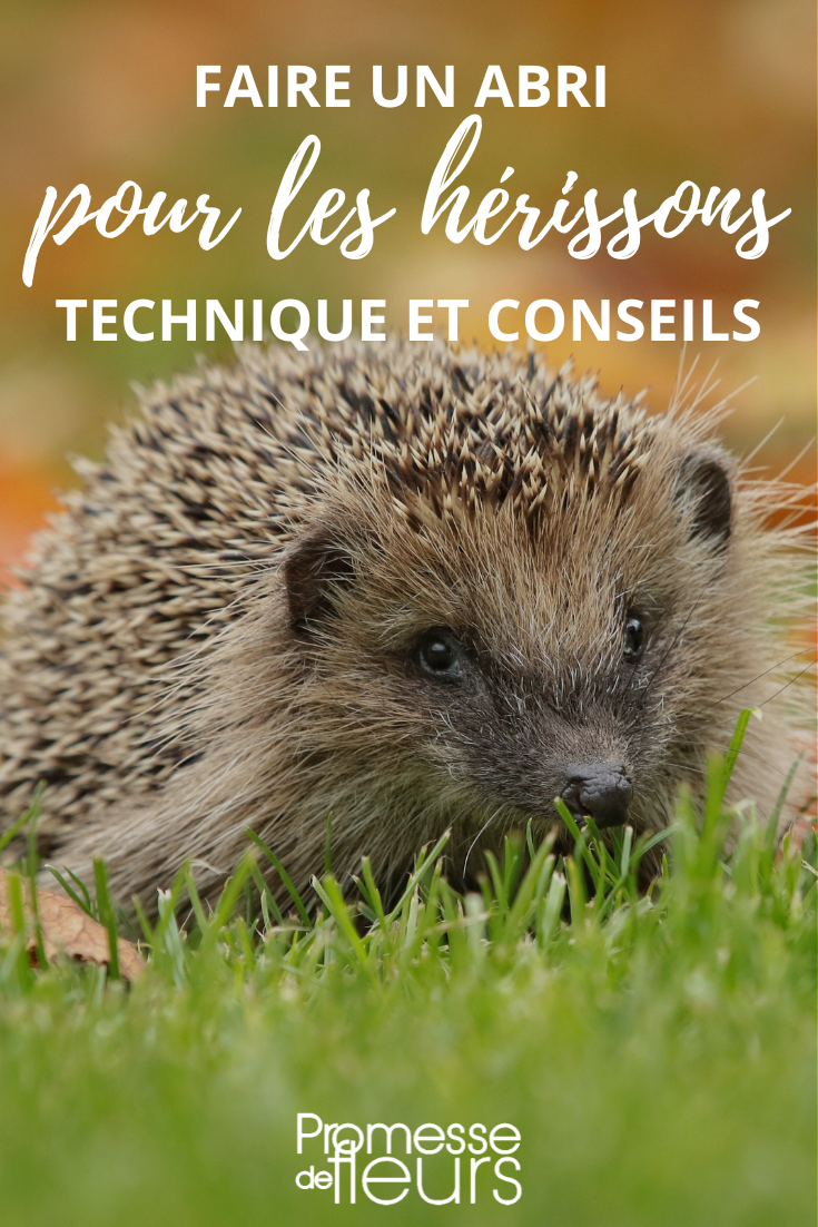 [Hedgehog Shelter]