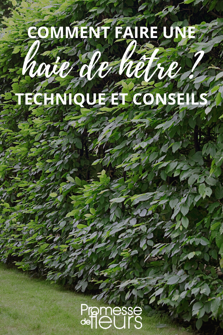 Planting a hedge of Common Beech (Fagus sylvatica)