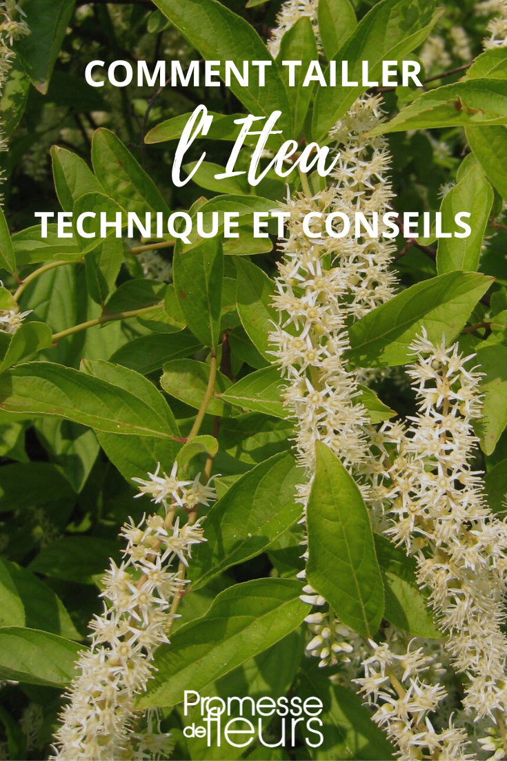 Pruning of Itea