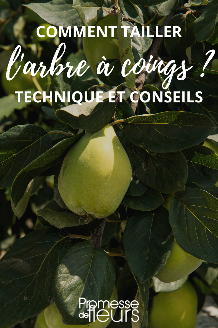 Quince Pruning