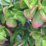 Crassula - Jade Plant: Planting and Care
