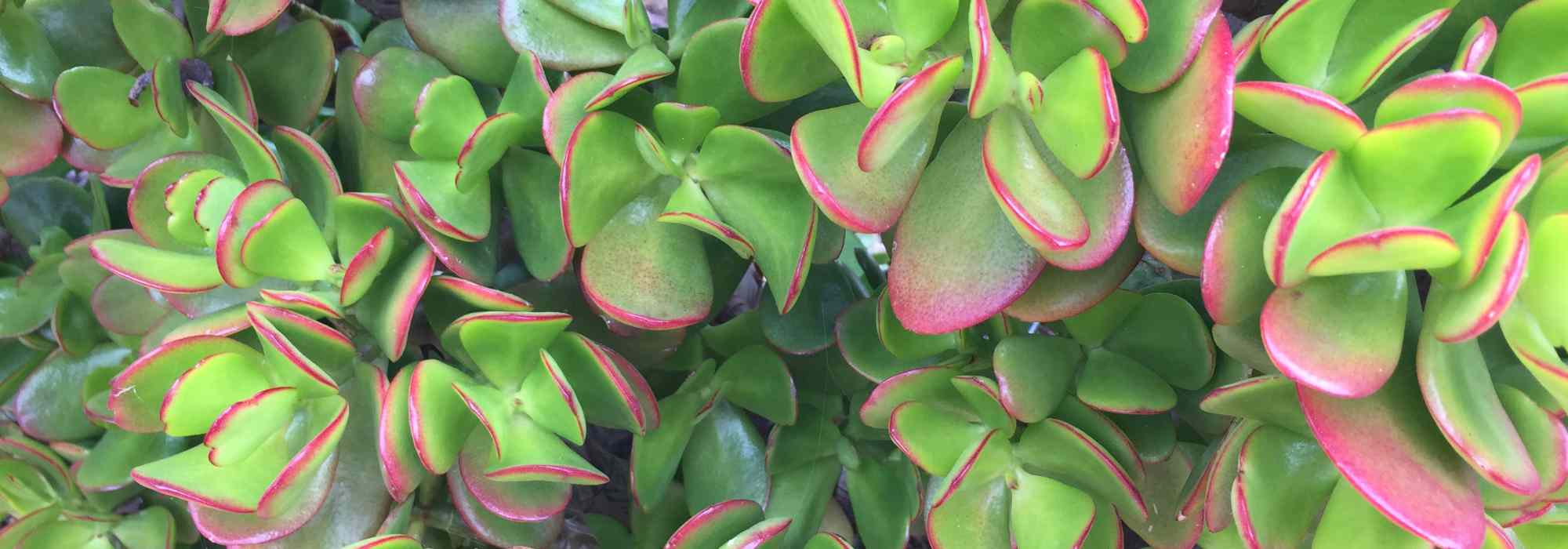Crassula - Jade Plant: Planting and Care