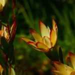 Growing a Leucadendron in a pot