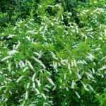 How to prune Itea?