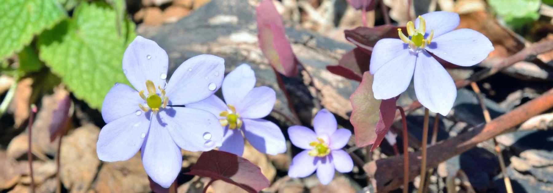 Jeffersonia: Planting and Cultivation