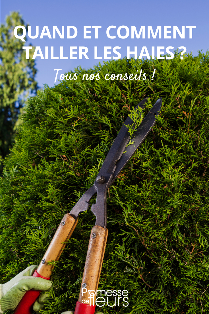 Hedge Pruning pruning hedges