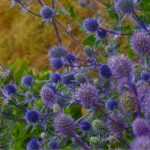 Designing a trendy "thistles and co." bed