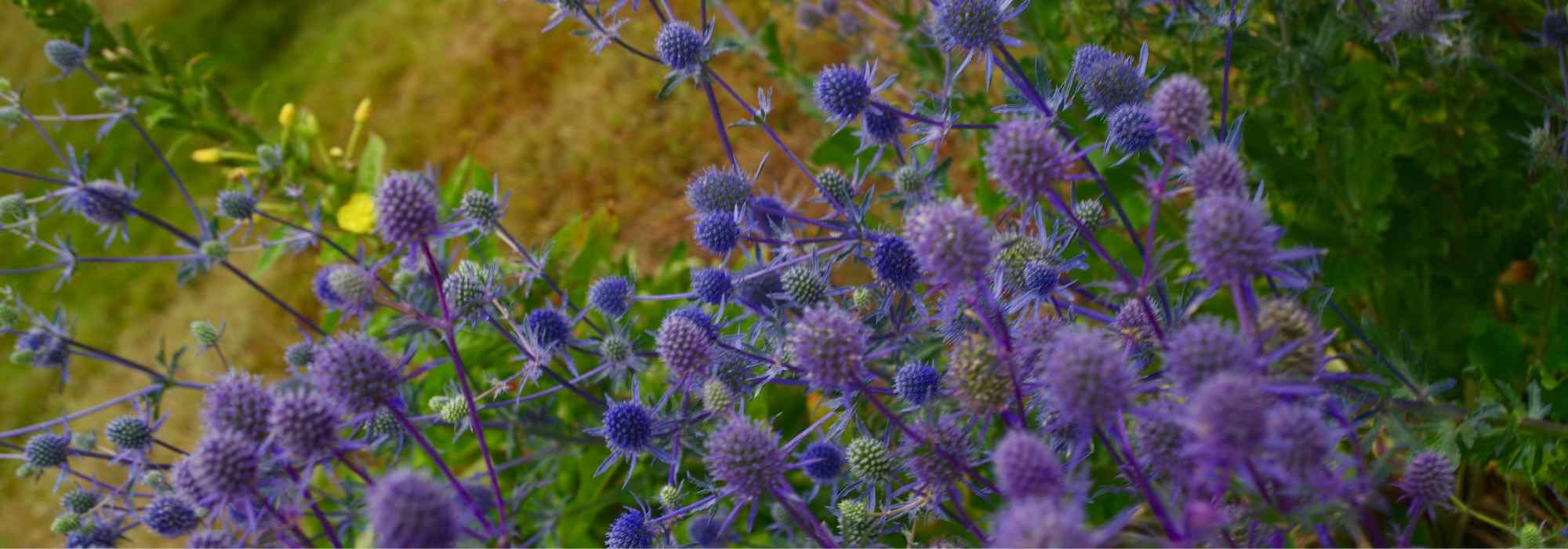 Designing a trendy "thistles and co." bed