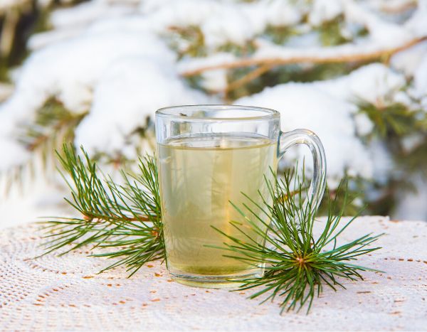 How to make pine-needle tisane

1. Choose needles
- Use needles from edible pine species such as Pinus sylvestris, Pinus strobus or Pinus mugo.  
- Do not use yew (Taxus) or any tree you cannot identify. Avoid trees treated with pesticides or growing beside busy roads.

2. Harvesting and preparation
- Pick fresh, young needles (new growth in spring has best flavour).  
- Rinse needles under cold water to remove dust and insects.  
- Remove any brown or damaged needles and woody parts.  
- Chop or bruise needles lightly to release oils.

3. Quantities
- Use about 1 tablespoon (3–5 g) chopped needles per 250 ml water for a mild infusion. Use 2–3 tablespoons for stronger flavour.

4. Brewing
- Bring water to the boil.  
- Pour boiling water over needles in a teapot or cup, cover and steep 5–10 minutes (shorter steep preserves more vitamin C and fresher aroma). For a stronger, more resinous drink you can simmer gently for 3–5 minutes, but avoid prolonged boiling.

5. Serve
- Strain into cup. Add honey, lemon or a sprig of mint to taste. Pine-needle tisane has a fresh, resinous, slightly citrusy flavour.

6. Storage
- Best consumed fresh. Keep refrigerated and use within 24–48 hours if necessary.

7. Safety and cautions
- If unsure of species, do not consume.  
- Limit intake and avoid regular large doses. Pine-needle tisane is traditionally used occasionally rather than daily.  
- Avoid during pregnancy and breastfeeding and if you have high blood pressure, kidney disease or take prescription medication without consulting a healthcare professional.  
- Stop use and seek advice if allergic reaction or digestive upset occurs.

Enjoy pine-needle tisane in moderation and always ensure correct identification of tree before harvesting.