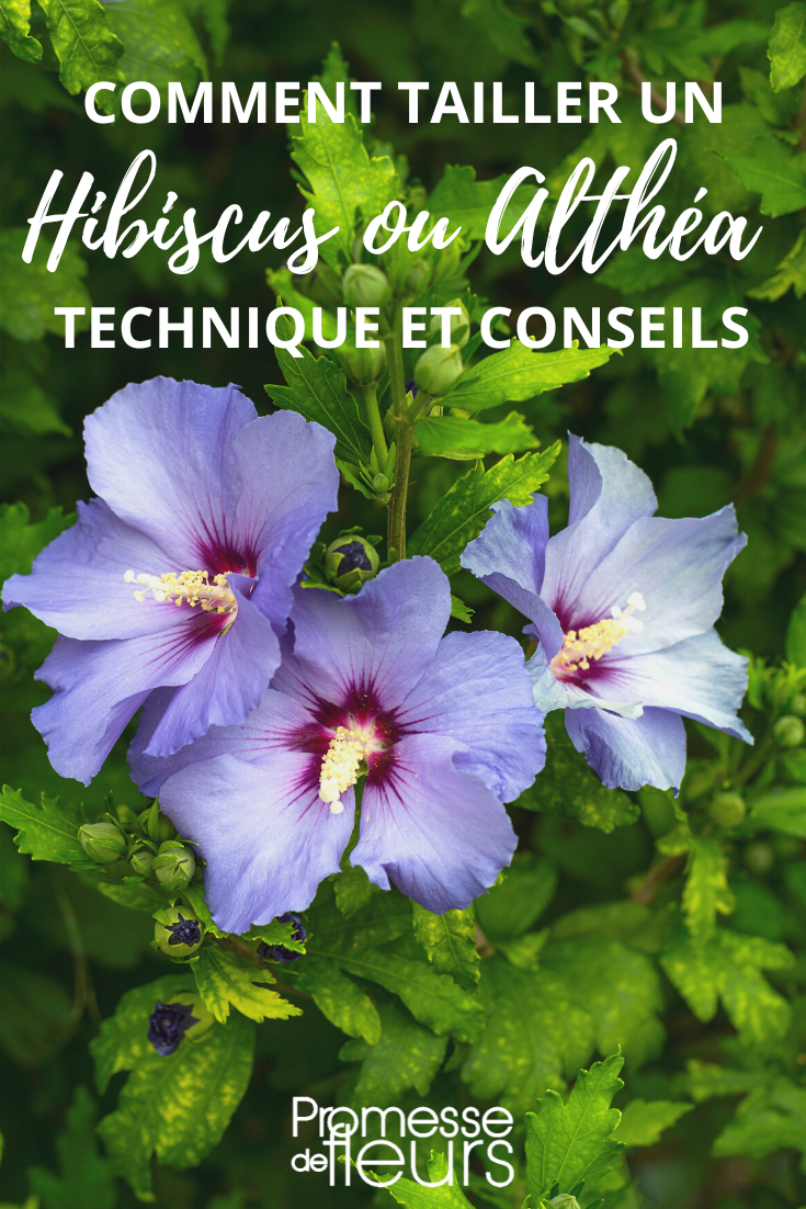 Pruning of Hibiscus syriacus