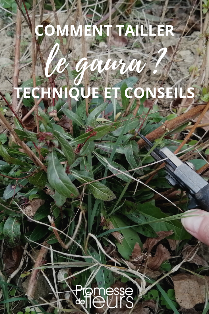 Successful Pruning of Gauras