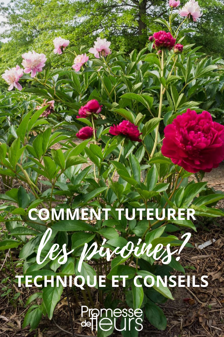[plant_tutoring plant="pivoine" method="staking"]