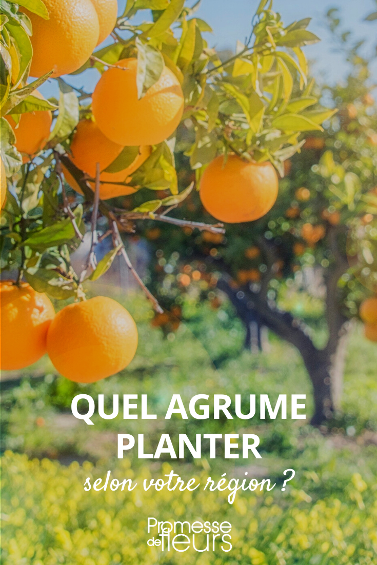 Planting citrus trees according to your region Selecting a citrus tree according to the planting region