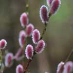 The Willow 'Mount Aso'