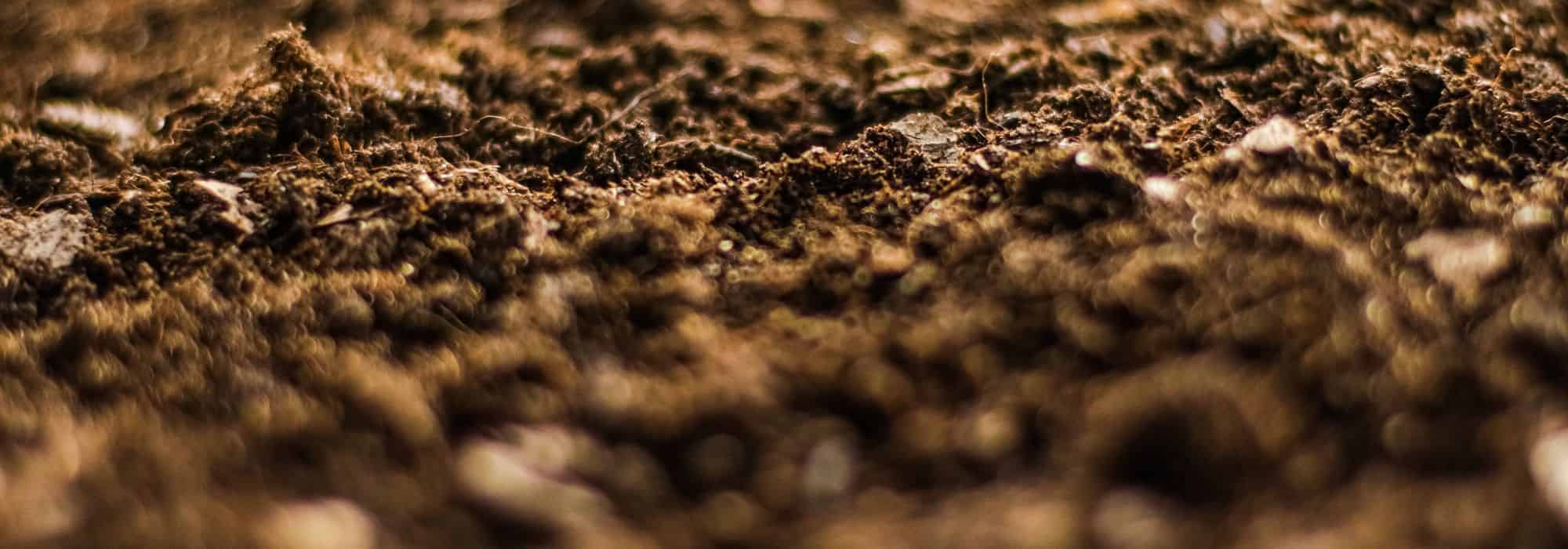 Caring for your vegetable garden in spring