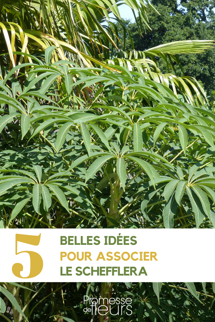 Schefflera 5 successful pairing ideas Associate the Umbrella plant
