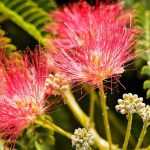 How to choose an Albizia?