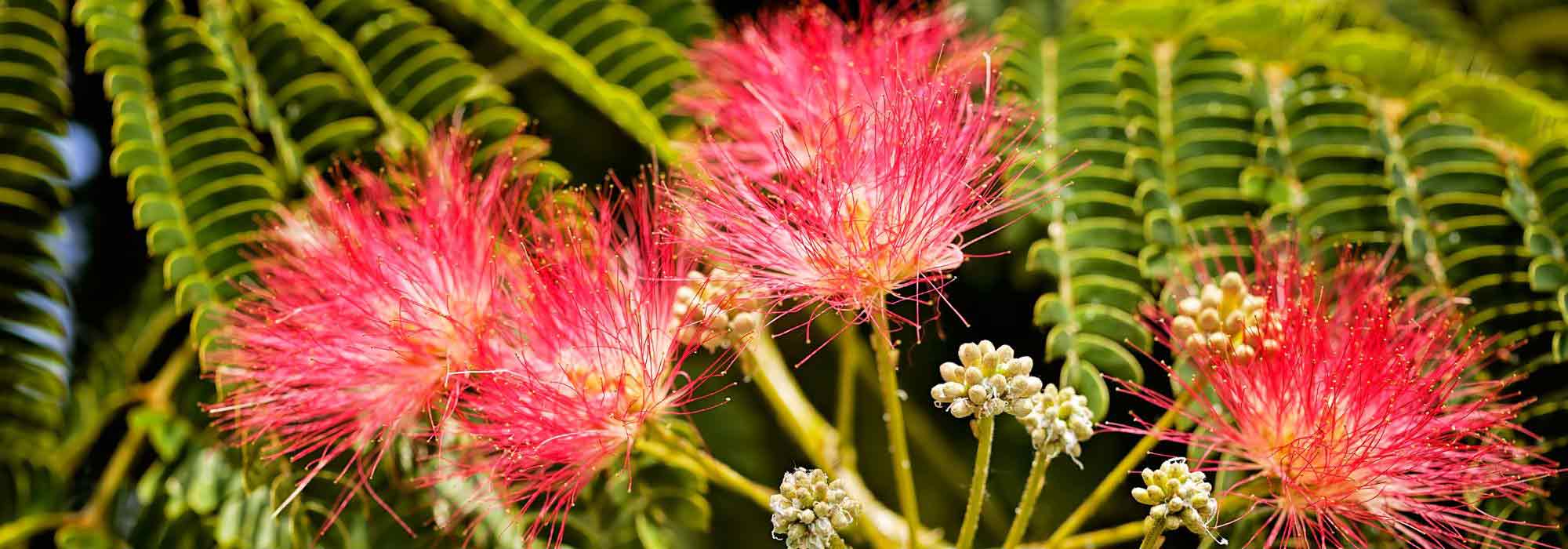 How to choose an Albizia?