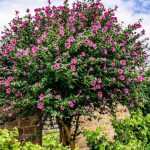 When and how to prune Hibiscus or Althea?