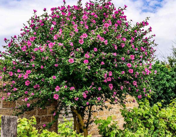 When and how to prune Hibiscus or Althea?