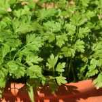 Growing chervil in pots